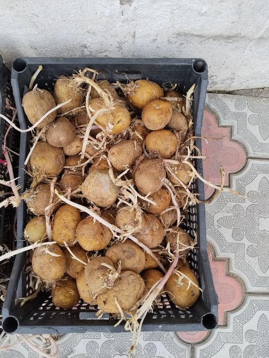 Картофель семенной и на еду