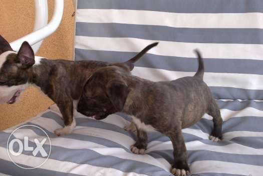 зоомагазин Роди Варна