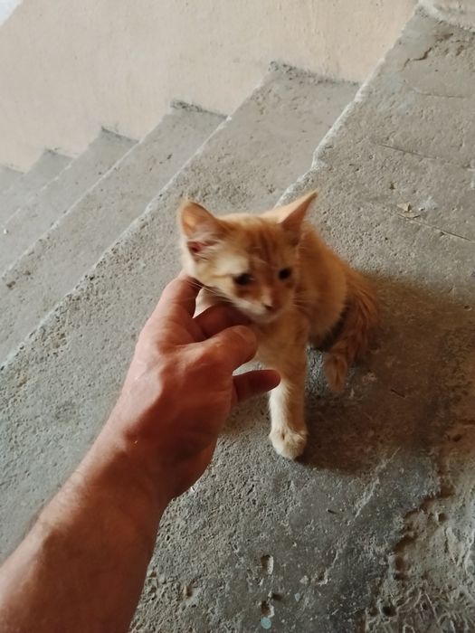 Отдам в хорошие, добрые руки.