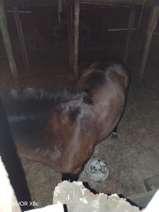 Продам молодую кобылку.