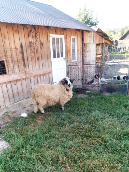 Berbece de vânzare