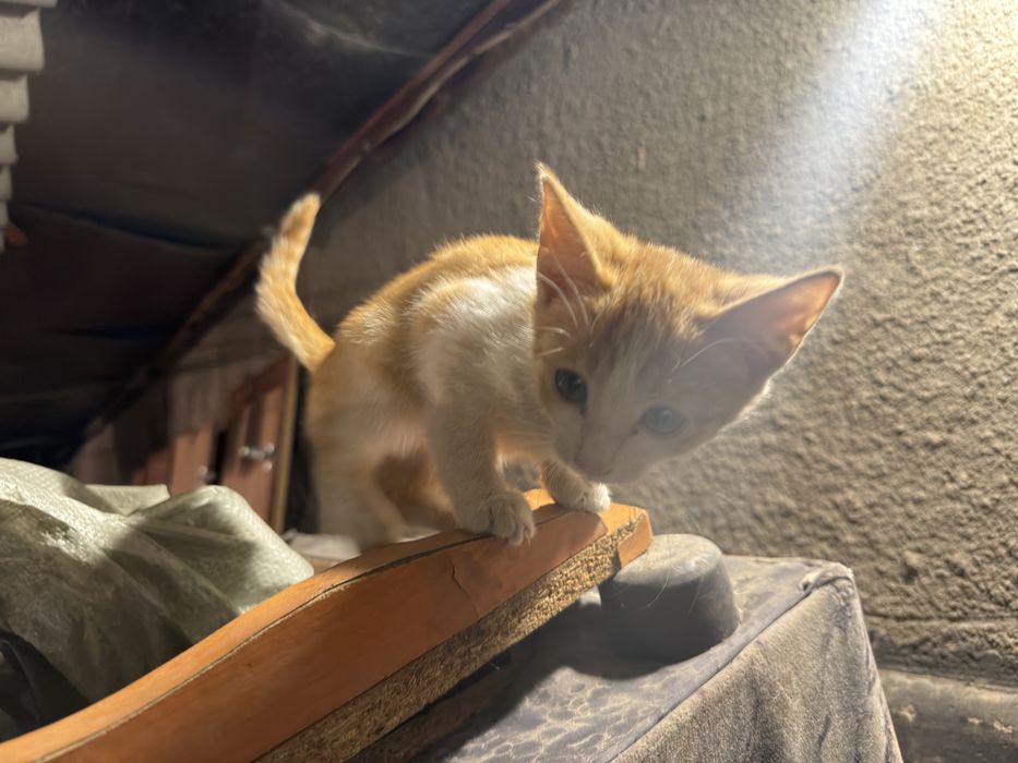 котенок бесплатно