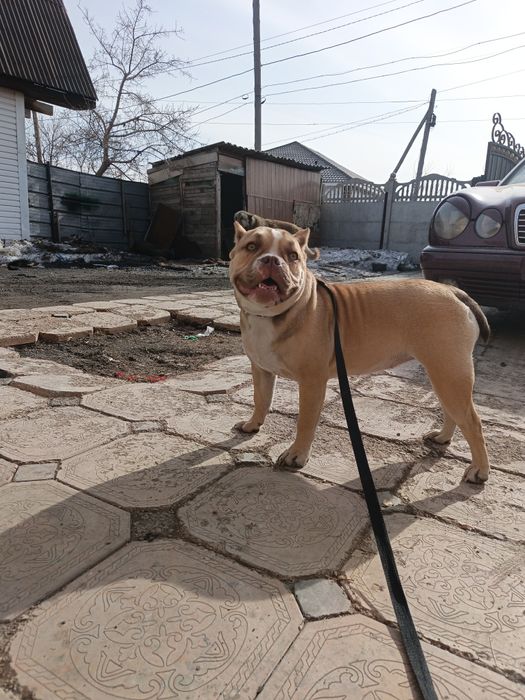 Продам американского Буля