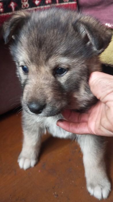 Продаются щенки помесь хаски