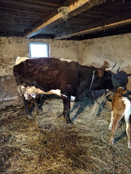 Vand vaca baltata cu vitea