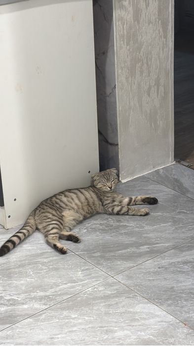 котенок британский