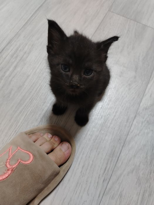 Отдам котёнка в добрые руки