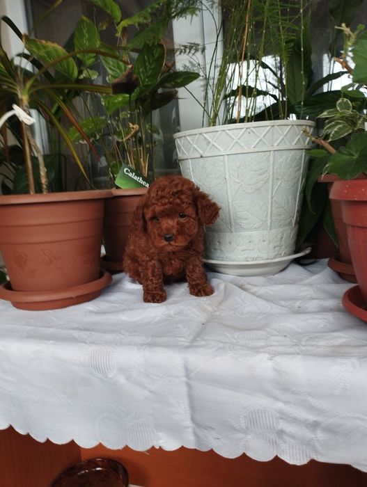 Той Пудел Toy Poodle.