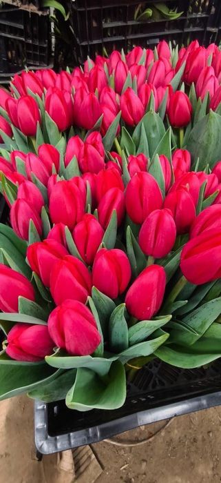 Тюльпаны для корпоратива