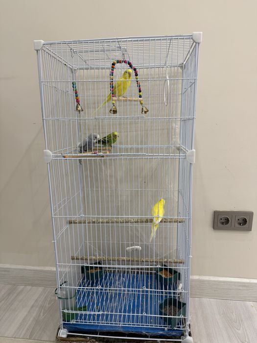 попугай + сетка вместе