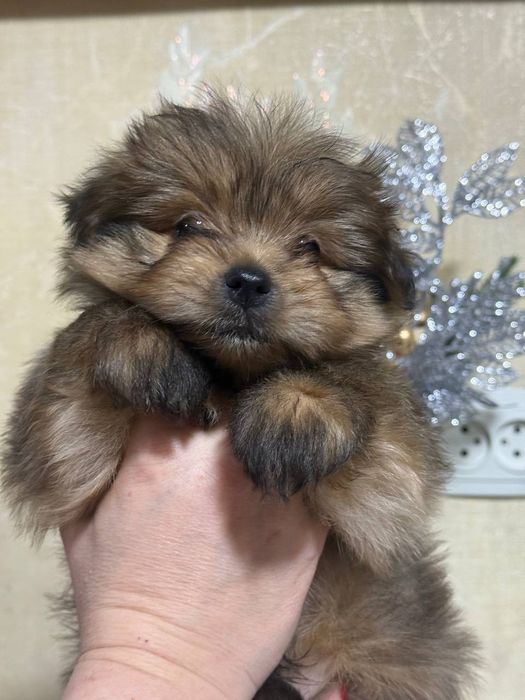 Продаются щенки шпиц помесь с ёркам! Два мальчика!