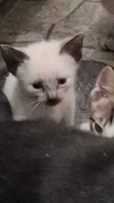 Отдам котят в хорошие руки