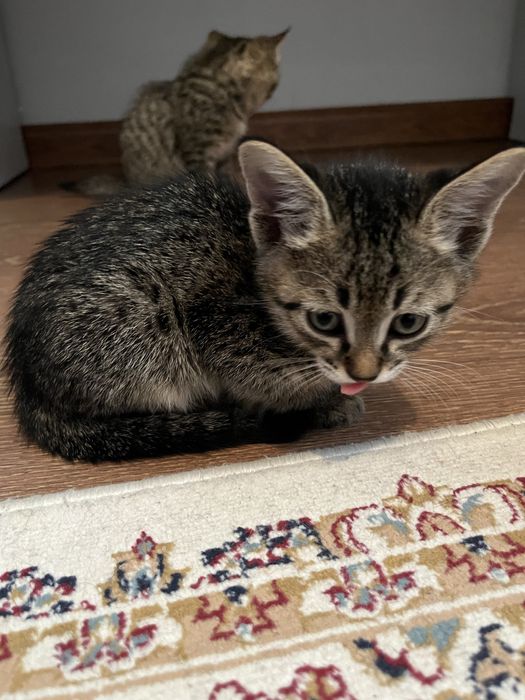 Котята, отдам в добрые руки