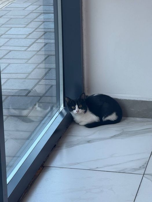 Котенок, девочка, 2.5 месяца