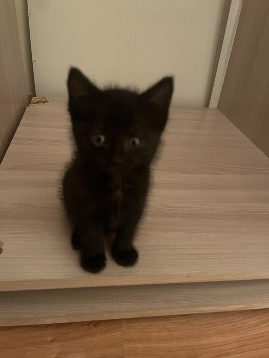 Отдам котят добрые руки домашние.