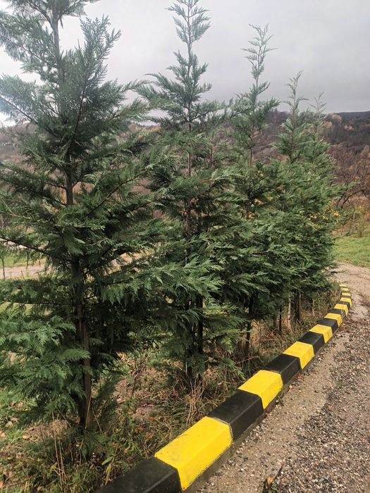 Tuia/ Chiparos leylandii 60-80cm/ Cupressocyparis/ Gard viu vesnic ver