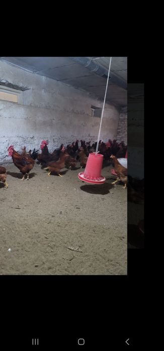 Xan xyap. Zotli  tovuklar. Tuxumi  sotiladi. Uruglangan. Juja  chikors