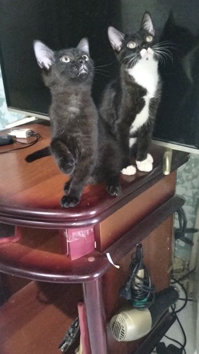 Отдам котят в хорошие руки