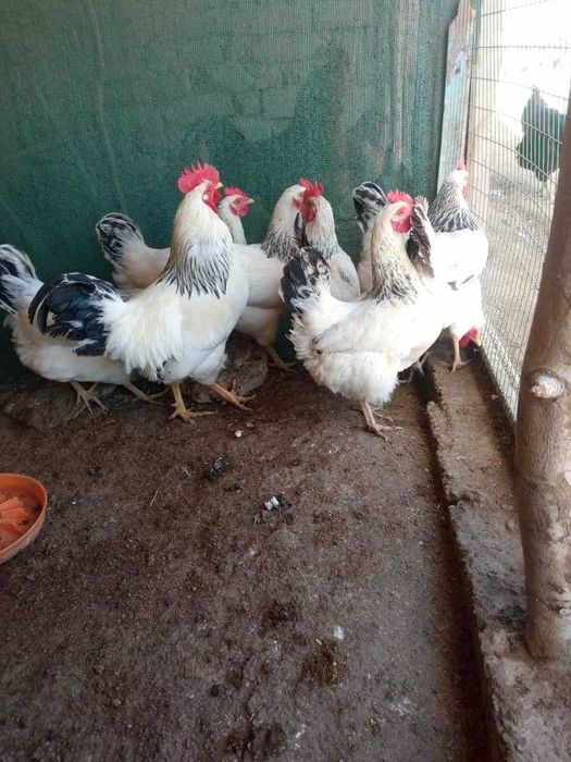 Adler Seribro tovuq tuxumlariga zakaz olamiz