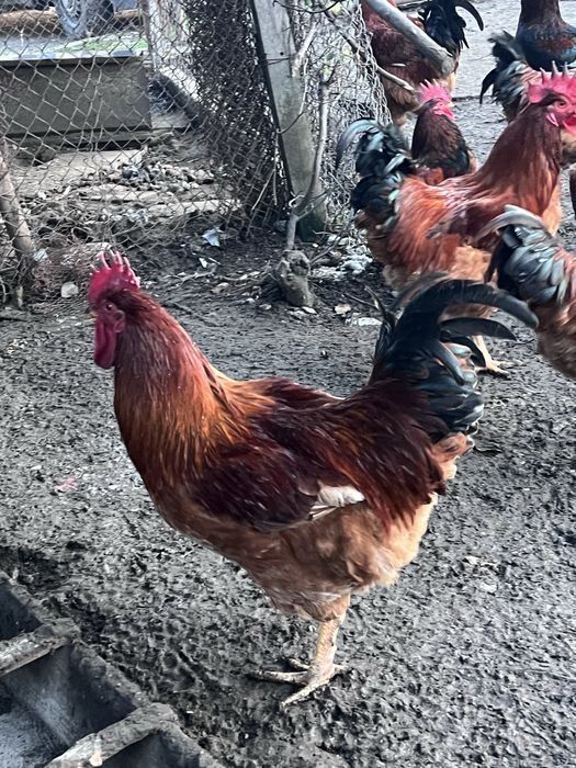 Продавам домашни петли