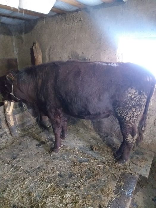 Продам бычка не кастрированный