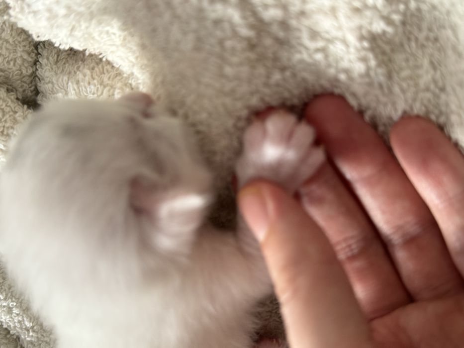 Котята 12марта роделись