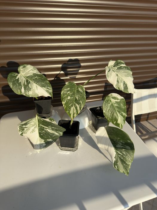 Monstera Albo Variegated (Монстера Албинос)