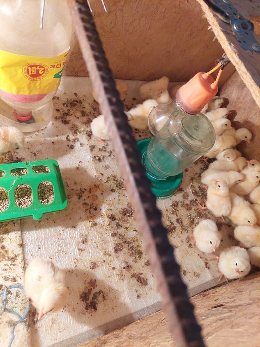 Адлер цыплята Адлер