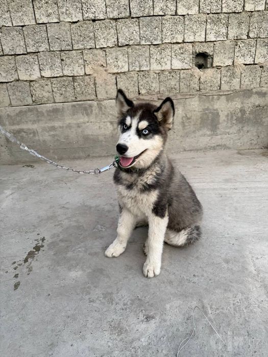 Xaskiy sotiladi toza qonlik erkak