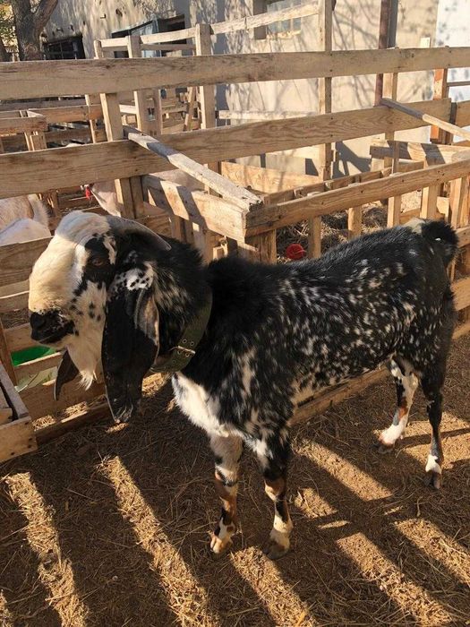 Теке битал 3 жасар