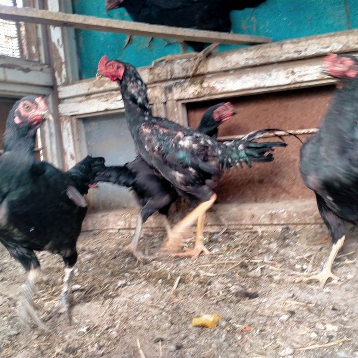 Дакендер сатылады