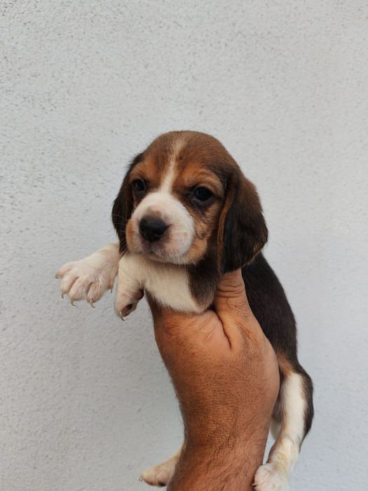 Beagle tricolor superba cu pedigree