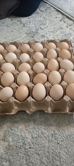 Бройлер жұмыртқасы (яйца)