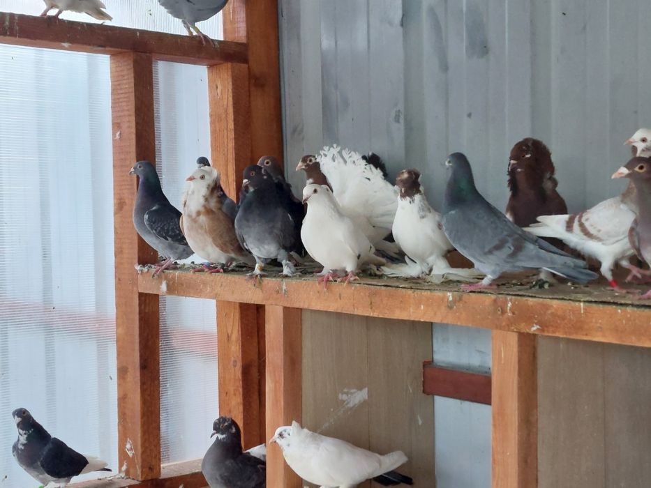 Porumbei voiajori și  de ornament