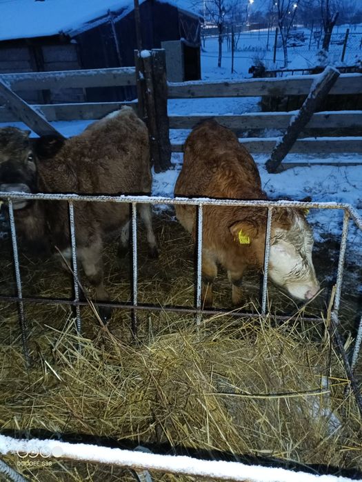 De vînzare 4 vițele