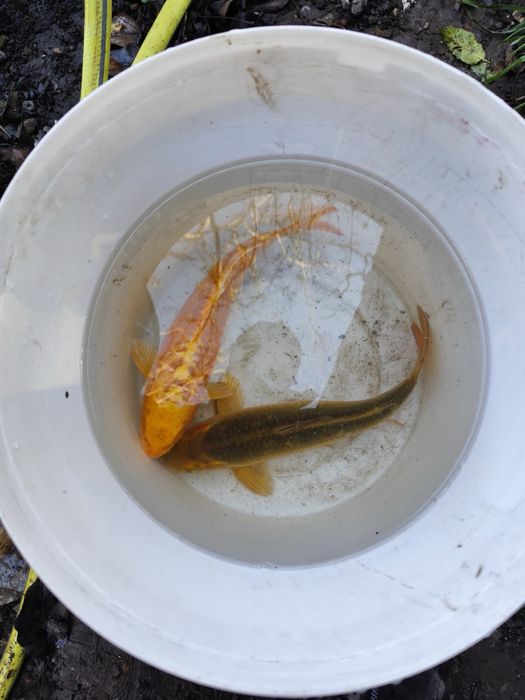 Езерни риби/шаран и каракуда кой