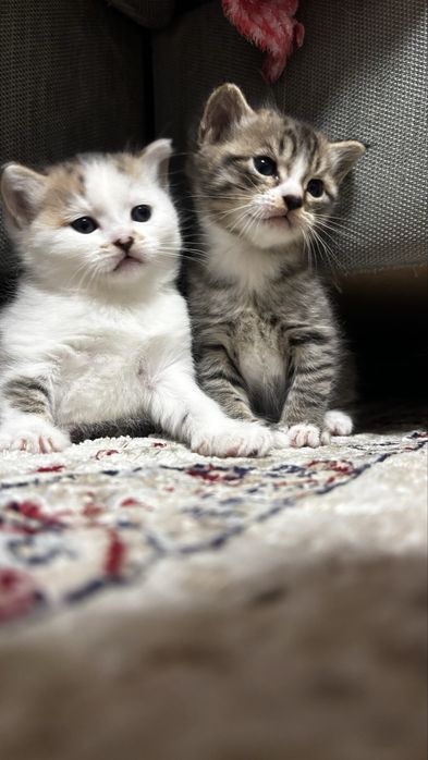 Отдам котят мальчик и девочка