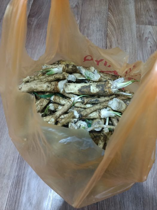 Продам хрен дачный