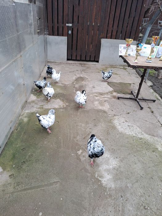 Porumbei Kingi de vânzare