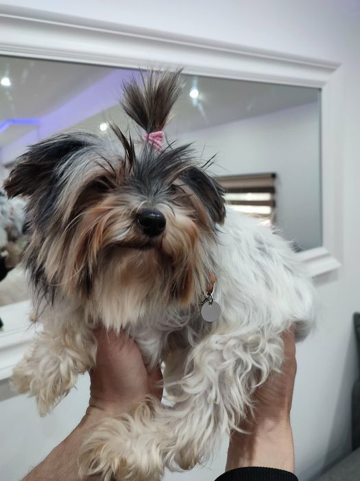 Йоркширски териер-Бивер