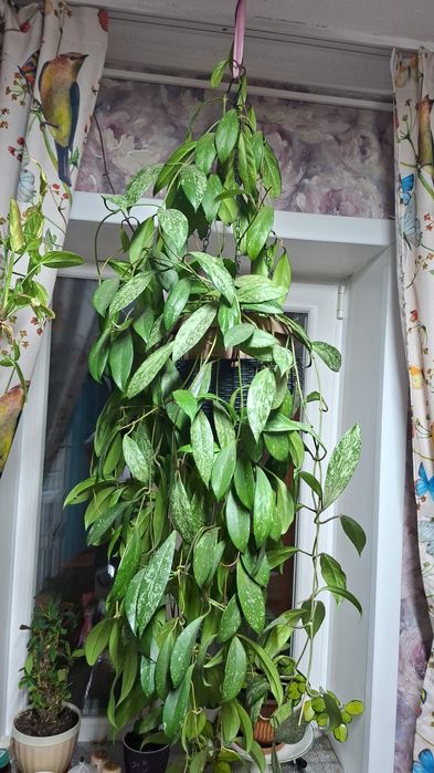 Продам хойю взрослое расписание