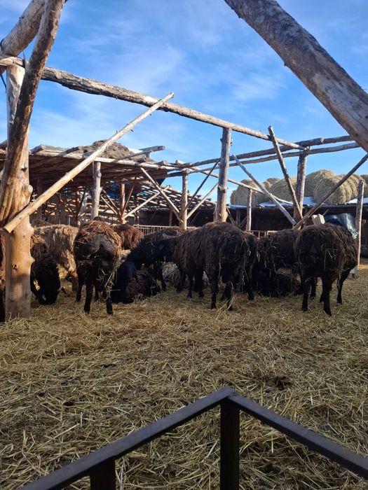 Қошқарлар сатылады 75 бас