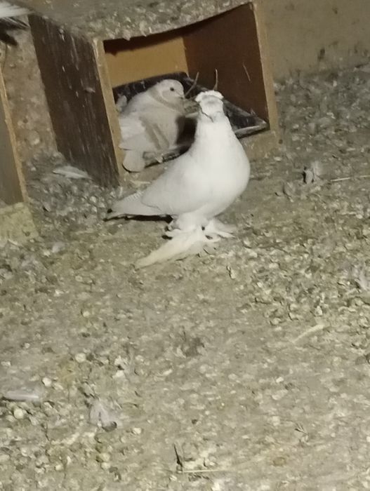 Продам голубей..