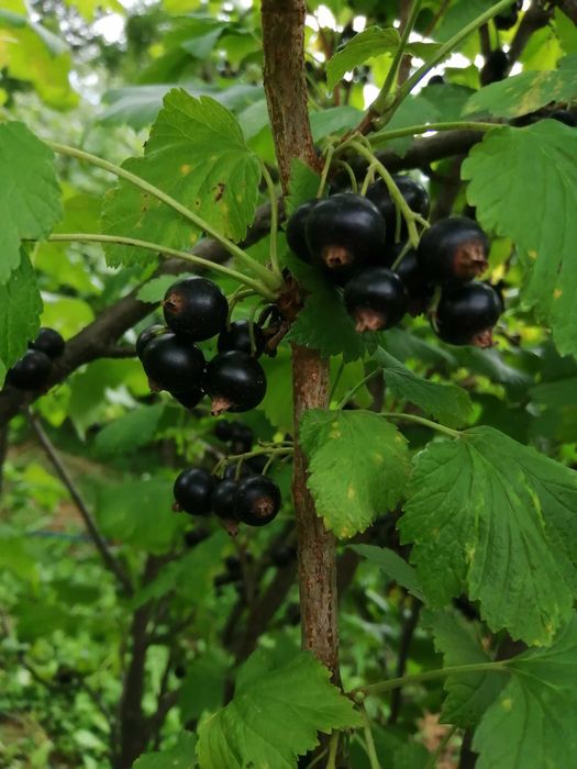 Coacăze negre proaspete