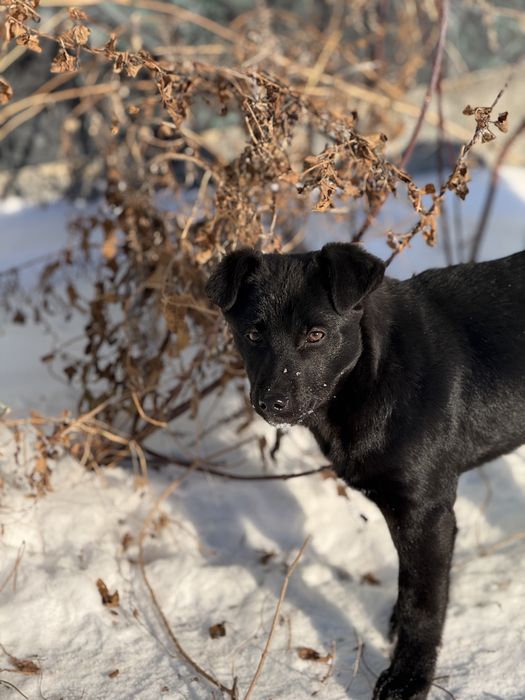 Отдам щенков в добрые руки