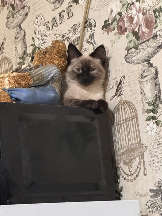 Отдам кошку в добрые руки