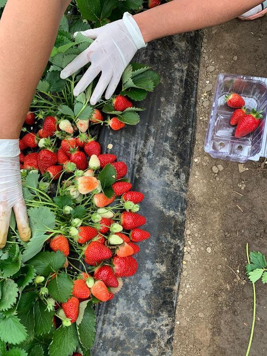 Stoloni Capsuni A+ Premium