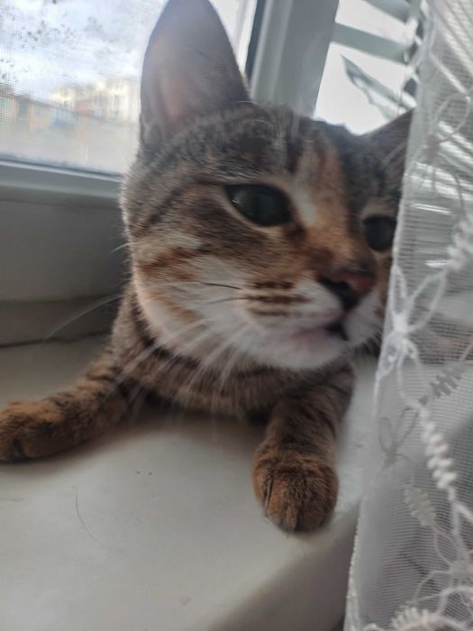 Ищем дом для девочки