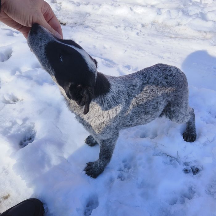 Щенок в добрые руки