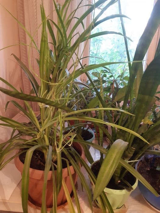 Шикарные Комнатные цветы